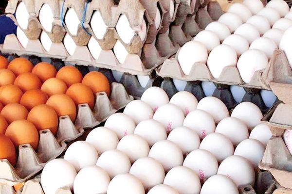 وزارت جهاد کشاورزی اصلاح قیمت تخم مرغ را تکذیب کرد